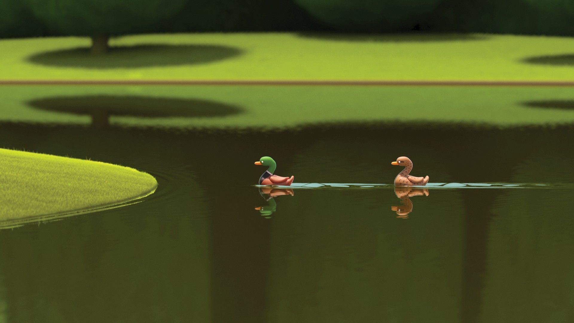 REGARD | DUCKS